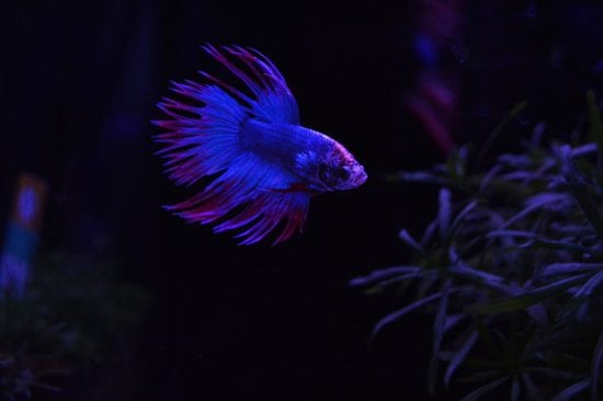 How to feed frozen bloodworm to fish