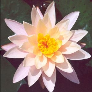 Barbara Dobbins Lily 4 Litre