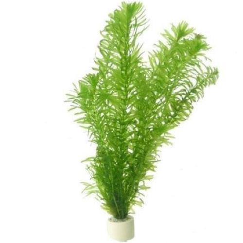 Egeria Densa Bunched Plant