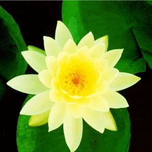Lemon Mist Water Lily 4 Litre