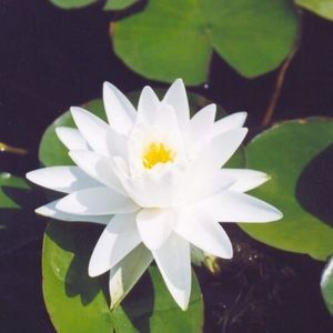Perrys Double White Lily 3 Litre