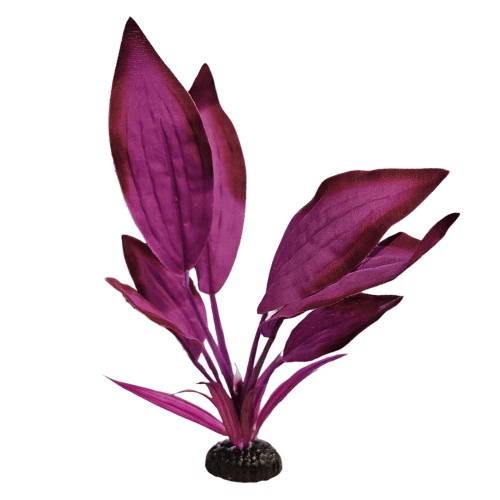 Purple Bleheri Silk Plant
