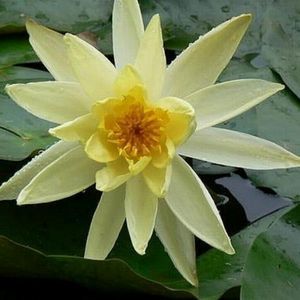 Snow Princess Dwarf Water Lily Pond Plant 1 Litre
