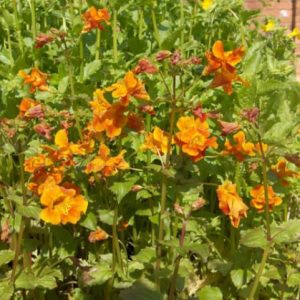 Mimulus Lothian Fire 1 Litre