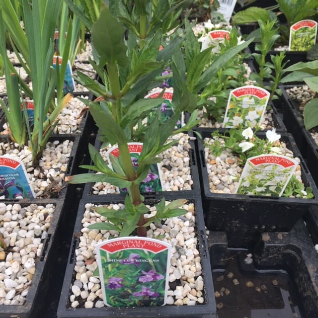Mimulus ringens 1 Litre