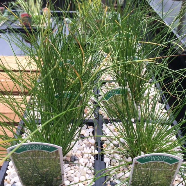 Scirpus cernuus 1 Litre
