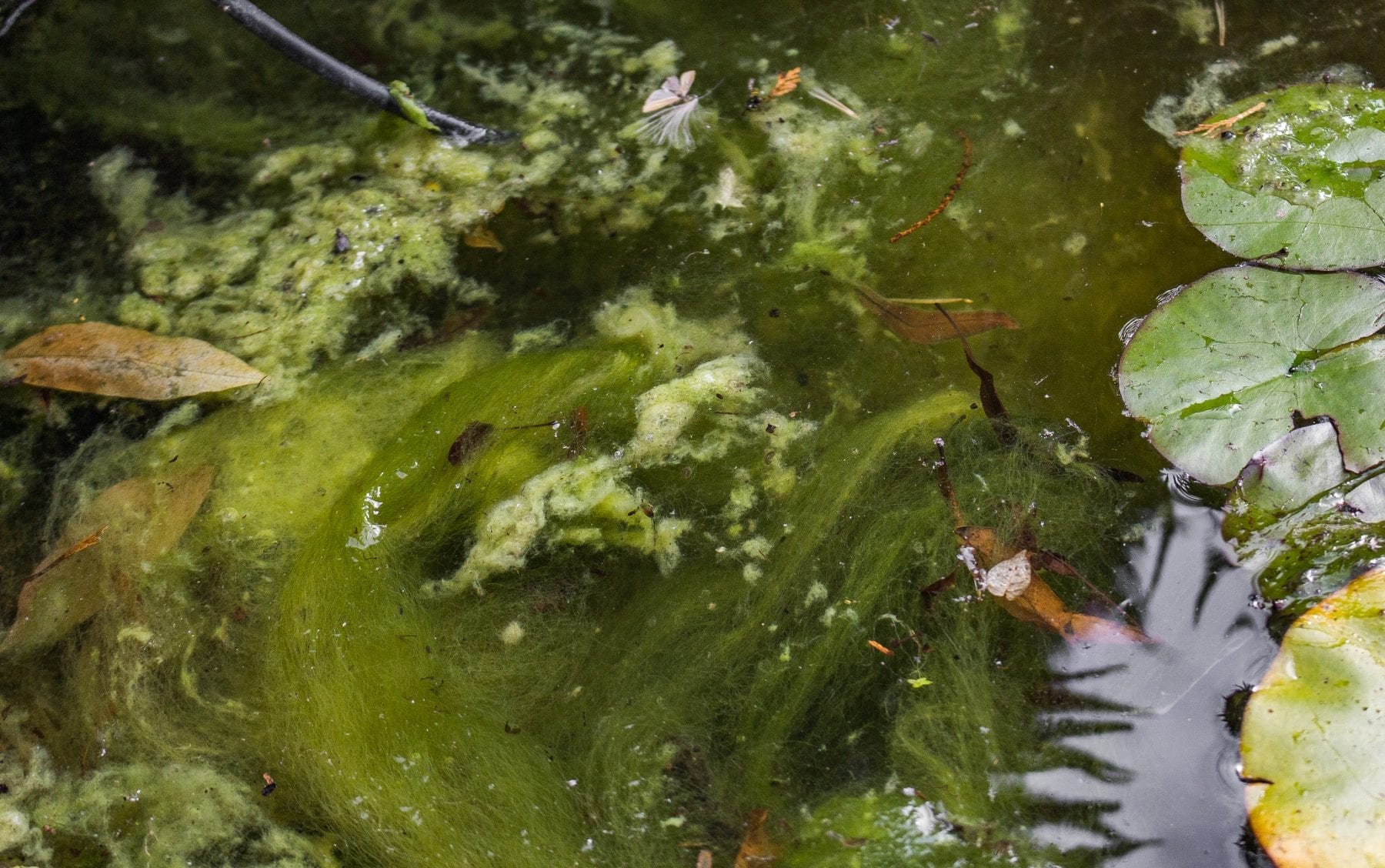 How can I get rid of Blanket weed in my pond?
