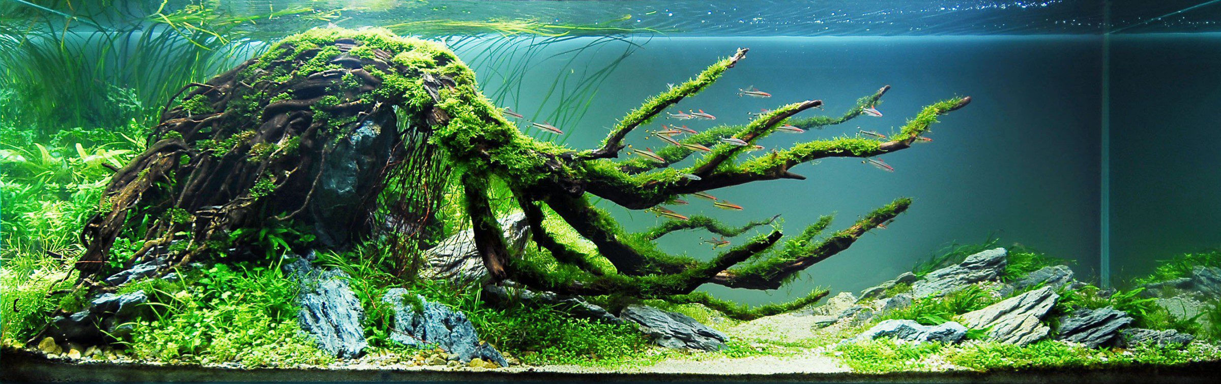 an Aquascape by the late, great Takashi Amano in the nature style that he founded