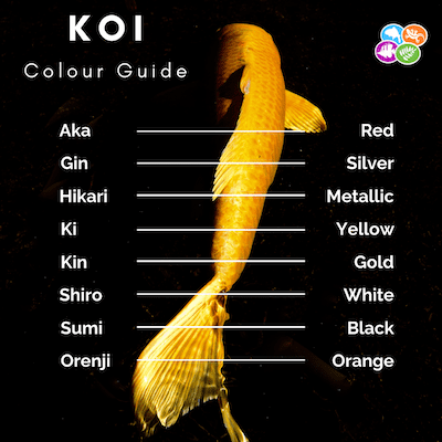 Koi colour guide showing the japanese words and their corresponding meanings. In order these are; 'Aka' meaning Red, 'Gin' meaning Silver, 'Hikari' meaning Metallic, 'Ki' meaning Yellow, 'Kin' meaning Gold, 'Shiro' meaning White, 'Sumi' meaning Black, and 'Orenji' meaning Orange.