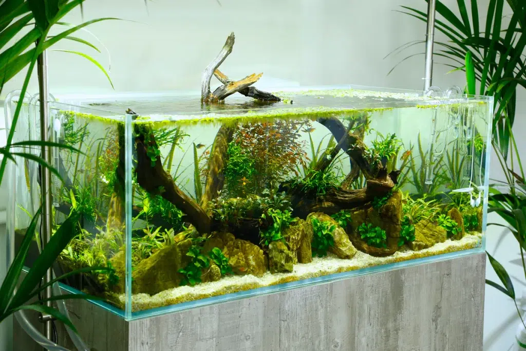 Large aquariums often look best when rimless - not obstructing your view!