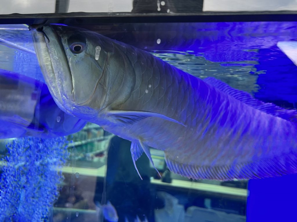 Arowana in a large aquarium in our shop