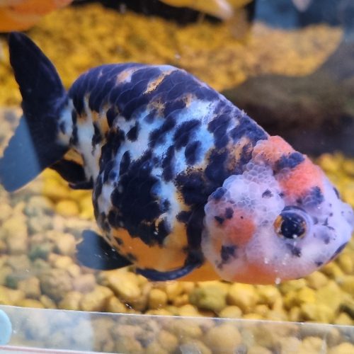 Cali-Cow Ranchu Fancy Goldfish Large