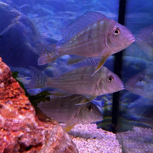 Geophagus Sveni