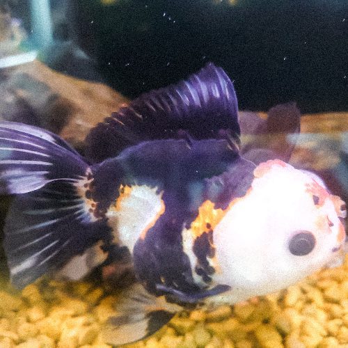 Tri-colour oranda fancy goldfish