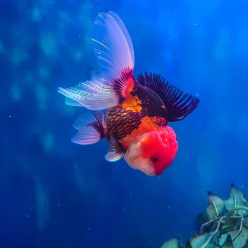 Tricolour Oranda