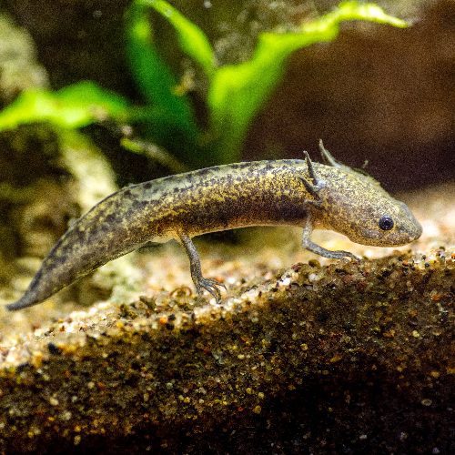 Axolotl