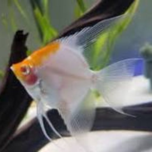Albino Koi Red Cap Angelfish