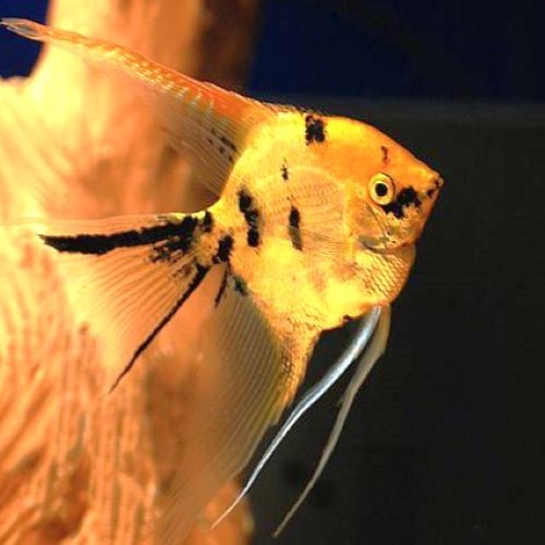 Golden Marble Angelfish
