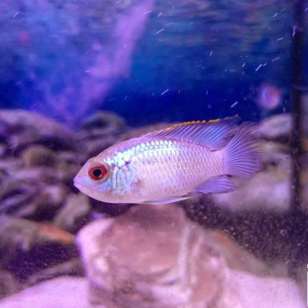 Electric Blue Acara Andinoacara pulcher