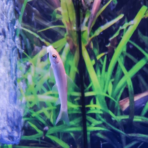 Gold Sucking Loach
