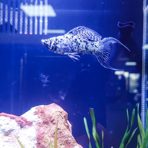 Marble Lyretail Molly