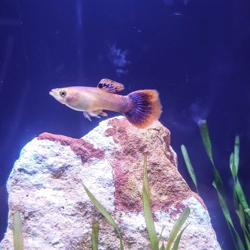 Pink Custard Guppy