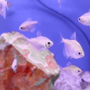 Gold Widow Tetra Gymnocorymbus ternetzi tropical fish
