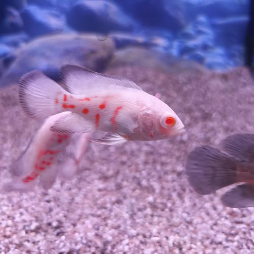 Albino Oscar tropical fish tank aquarium