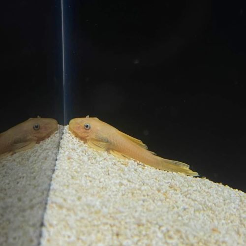 L144 Blue Eye Lemon Ancistrus