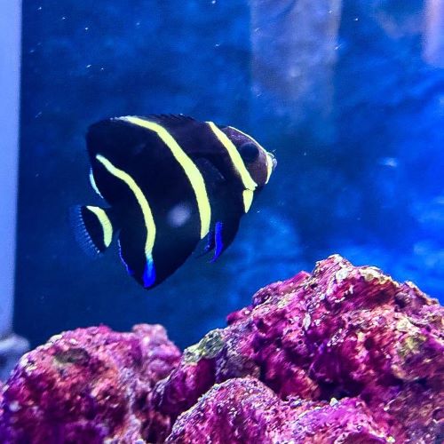 Cortez Angelfish juvenile marine fish