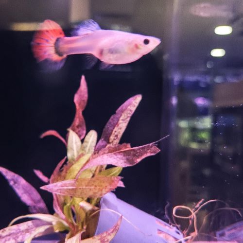 Female Guppy