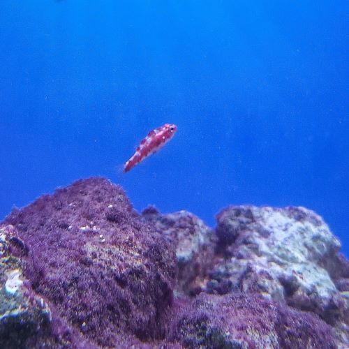 Firecracker Nano Goby