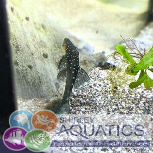 L128 Blue Phantom Pleco