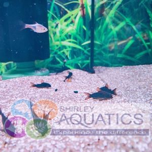 Black Venezuelan Corydora