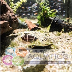 Chocolate Gourami