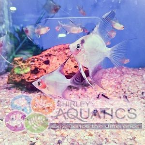 Ghost Angelfish