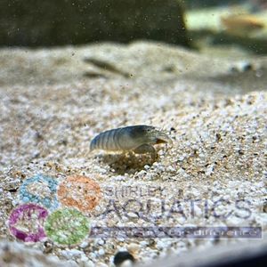 Giant Fan Shrimp