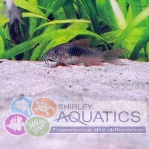 Orange Venezuelan Corydora