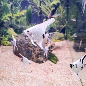 Platinum Dalmatian Angelfish