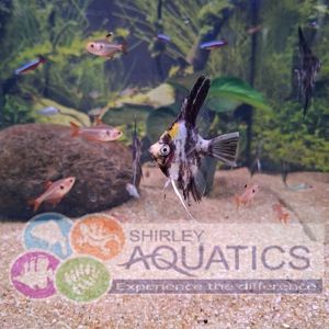 Yellow Head Angelfish