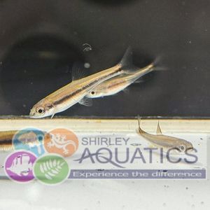 Yellowfin Shiner